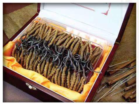 泸定冬虫夏草回收